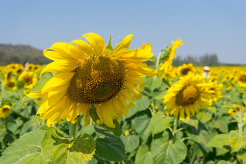 Fototapeta premium Close up of blooming sunflowers and blue sky.
