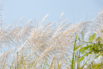 Obraz premium Pink grasses in the summer. Bamboo grass or Tiger grass (Thysanolaena latifolia).