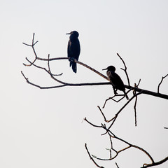 two cormorants sitting in a tree in the backwaters of kerala in the south of india