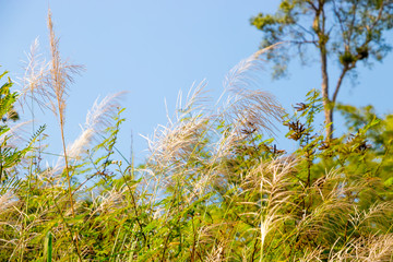 Pink grasses in the summer. Bamboo grass or Tiger grass (Thysanolaena latifolia).