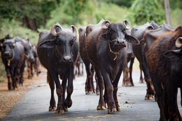 A herd of buffaloes is walking in the streetto the meadow somewhere in the south of india