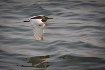 a beautiful brown and white colored indian heron flies over the brown colored water in the south of india