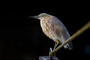 heron resting on a rope on a black background in the backwaters of kerala in the south of india