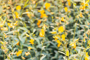 Fototapeta na wymiar Yellow flowers on green background with film look filter.