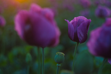 Purple poppy flowers lit by the setting sun on the horizon.