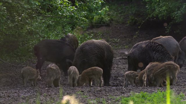 Wild hogs rooting