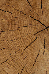 Fototapeta premium rustic background beige pine cracked dry background texture many lines design eco close-up