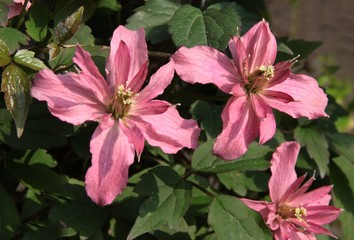 pink flowers of clematis climbing plant close up