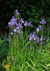 pretty lila iris in a garden