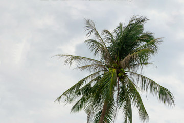 Fototapeta na wymiar coconut palm green long leaves up tree on a background of the cloudy sky background tropical