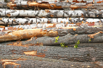 birch trunks big pile horizontal row close up background rustic building material logging