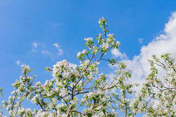 Blooming apple tree against blue sky with copy space
