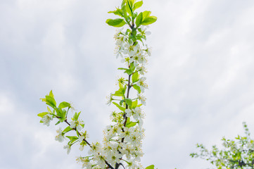 Blooming apple tree against blue sky with copy space