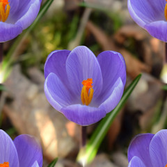 Seamless texture of purple crocus flowers.