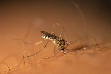 Mosquito drinks blood from a person macro