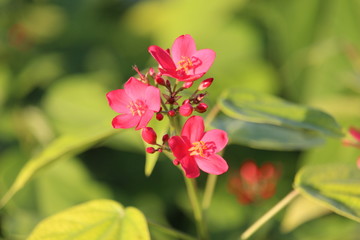 Obraz premium flowers