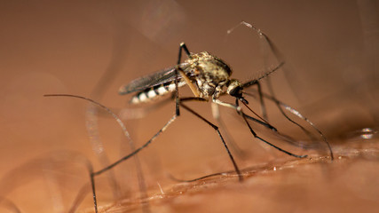 Mosquito drinks blood from a person macro