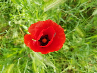 Insecte sur un coquelicot