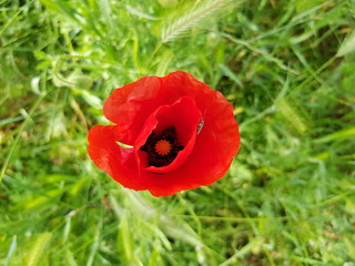 Insecte sur un coquelicot