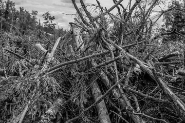 stained background base monochrome pile of broken branches of the trunks of spruce birch