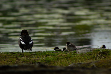 Common goldeneye mother with chicks beside a Swedish lake