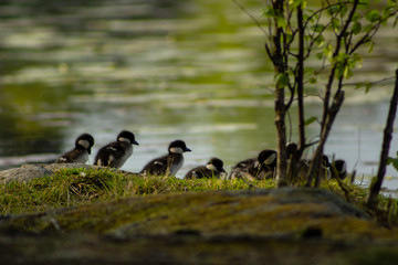 Common goldeneye chicks walking in a row, with a blurry lake in the background