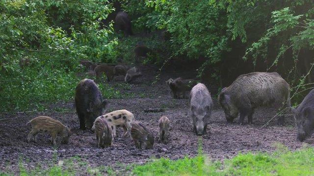 Wild hogs rooting