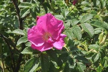 purple flowers of Rosa Canina close up