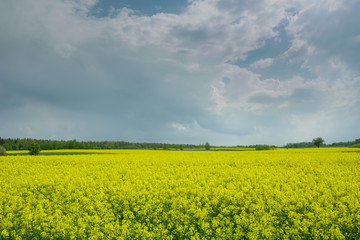 Obraz premium Clouds over the rape field