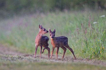 Naklejka na ściany i meble Two Roe deer fawns, twins 