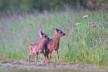 Two Roe deer fawns, twins 
