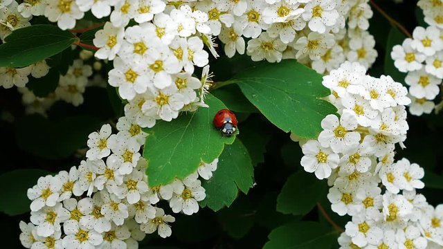 Closeup a ladybug among the white flowers of Spiraea japonica shrub.