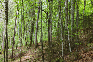 Forest at giessbach