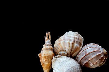 four sea shells nautilus large uneven long jagged on black background base design
