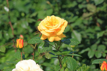 riot of spring flowering