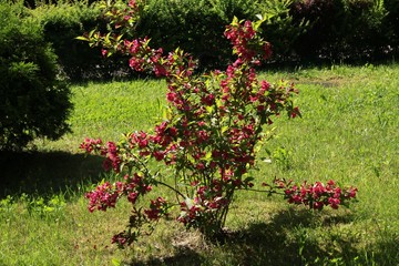 weigela bush with pink and red flowers