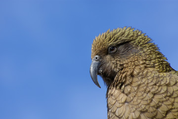 Kea bird close up detailed portrait- New Zealand alpine parrot