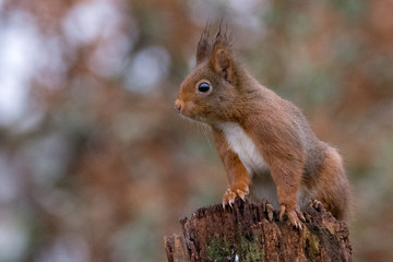 Naklejka na ściany i meble Squirrel on a tree looking around