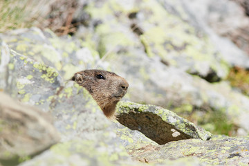 Portrait marmotte