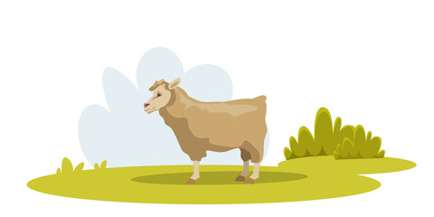 Sheep on green pasture flat vector illustration