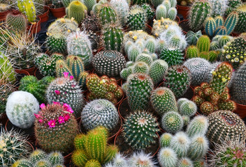 Collection of cactus plants in pots as a background.Various cacti mix in the greenhouse.Tropical...