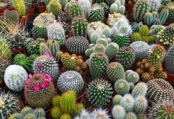 Fototapeten Sammlung von Kaktuspflanzen in Töpfen als Hintergrund. Verschiedene Kakteen-Mix im Gewächshaus. Tropische Sukkulenten für die Dekoration. Selektiver Fokus. © svf74