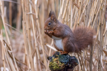Squirrel on a tree eating seeds