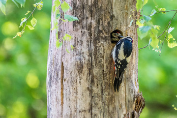 Great spotted woodpecker with juvenile in tree