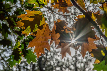 Sun shines through branch with oak leaf