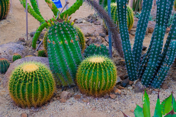 Golden Barrel Cactus, Echinocactus Grusonii Plant. Golden ball cactus.