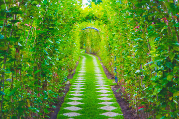 Green tunnel in fresh spring day. Way to nature.  Green trees and the way.