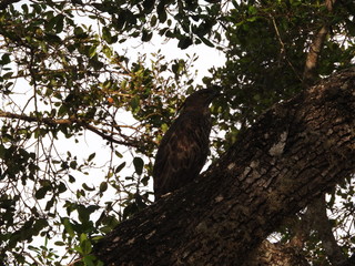 Bird of prey sitting on a branch and looks around. Sri Lanka, wild animal in Uda Walawe.