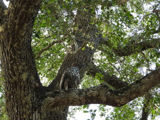 Fototapeta na wymiar Bird of prey sitting on a branch and looks around. Sri Lanka, wild animal in Uda Walawe.