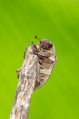 Image of cockchafer (Melolontha melolontha) on a branch on a natural background. Insect. Animals.
